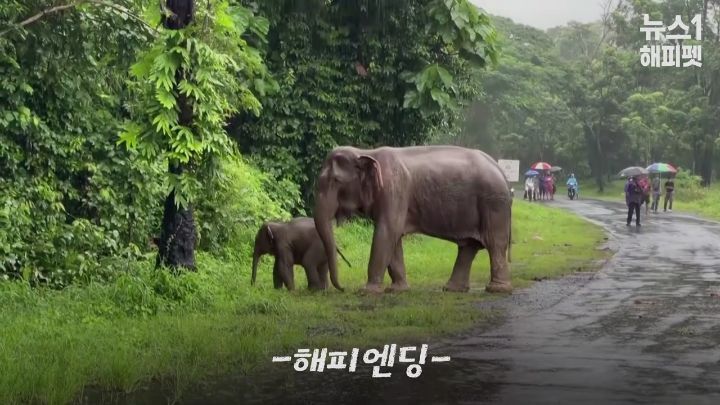 구멍에 빠진 아기코끼리, 기절한 엄마코끼리 | 인스티즈