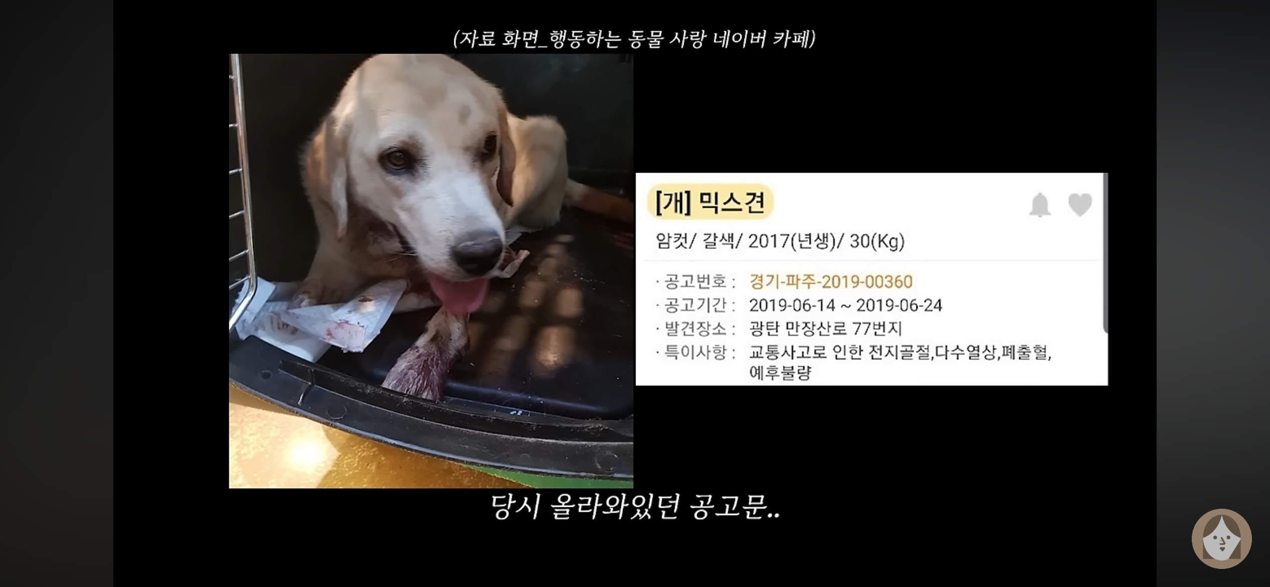 품종견을 샀던 유튜버가 유기견을 입양하게 된 과정 | 인스티즈