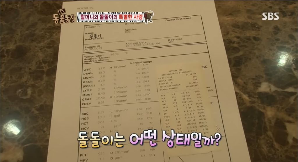 강아지가 안좋은말 들을까봐 귀 막아주는 할머니 | 인스티즈