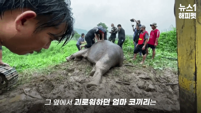 구멍에 빠진 아기코끼리, 기절한 엄마코끼리 | 인스티즈