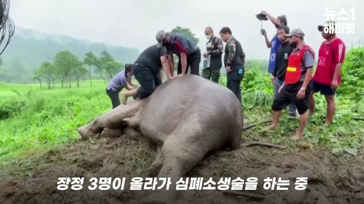 구멍에 빠진 아기코끼리, 기절한 엄마코끼리 | 인스티즈