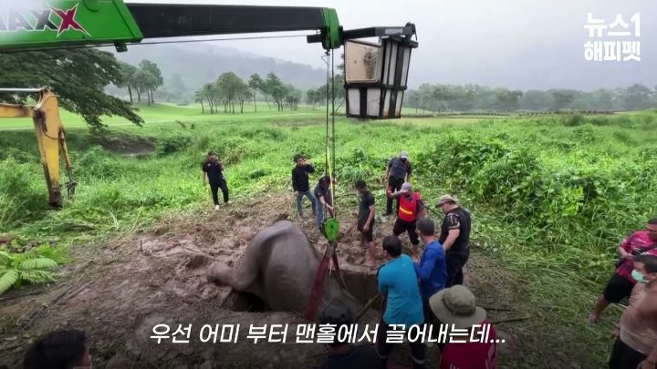 구멍에 빠진 아기코끼리, 기절한 엄마코끼리 | 인스티즈