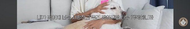 품종견을 샀던 유튜버가 유기견을 입양하게 된 과정 | 인스티즈