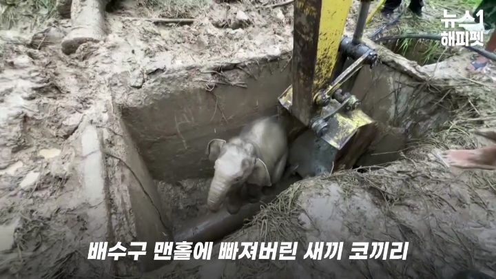  구멍에 빠진 아기코끼리, 기절한 엄마코끼리1