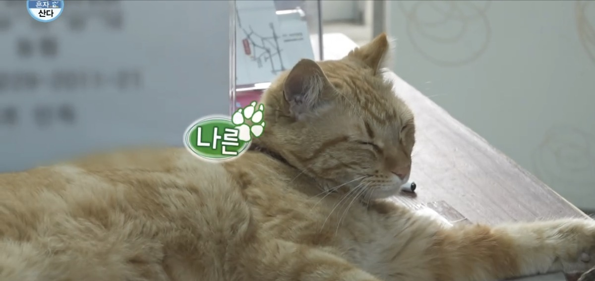처음보는 기안 옆에서 세상 얌전한 바이크가게 고양이 | 인스티즈