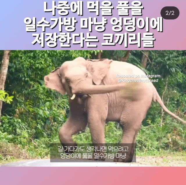 나중에 먹을 풀을 엉덩이에 저장하는 코끼리 | 인스티즈
