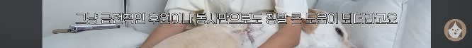 품종견을 샀던 유튜버가 유기견을 입양하게 된 과정 | 인스티즈