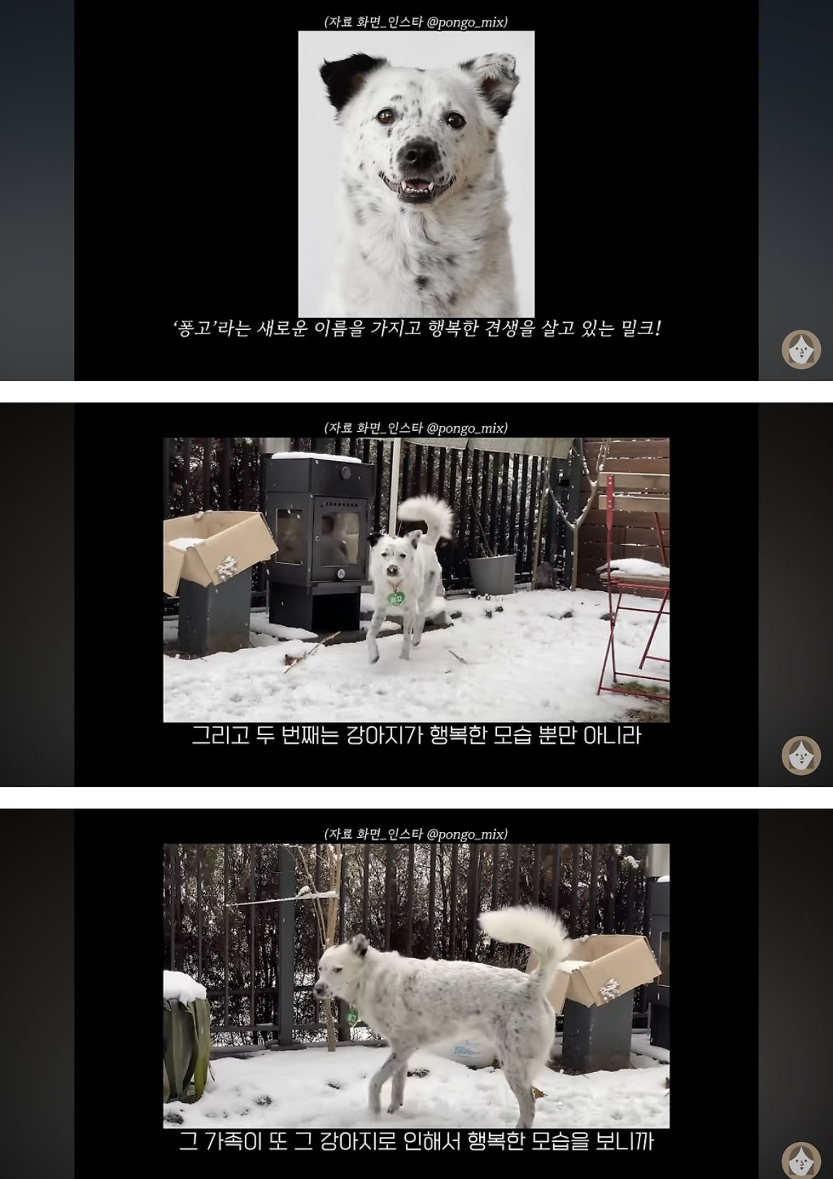 품종견을 샀던 유튜버가 유기견을 입양하게 된 과정 | 인스티즈