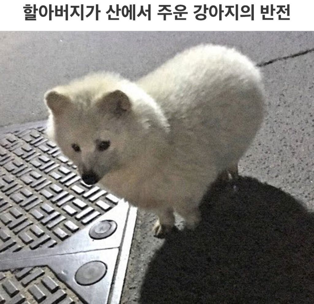 할아버지가 산에서 주운 강아지의 대반전 | 인스티즈