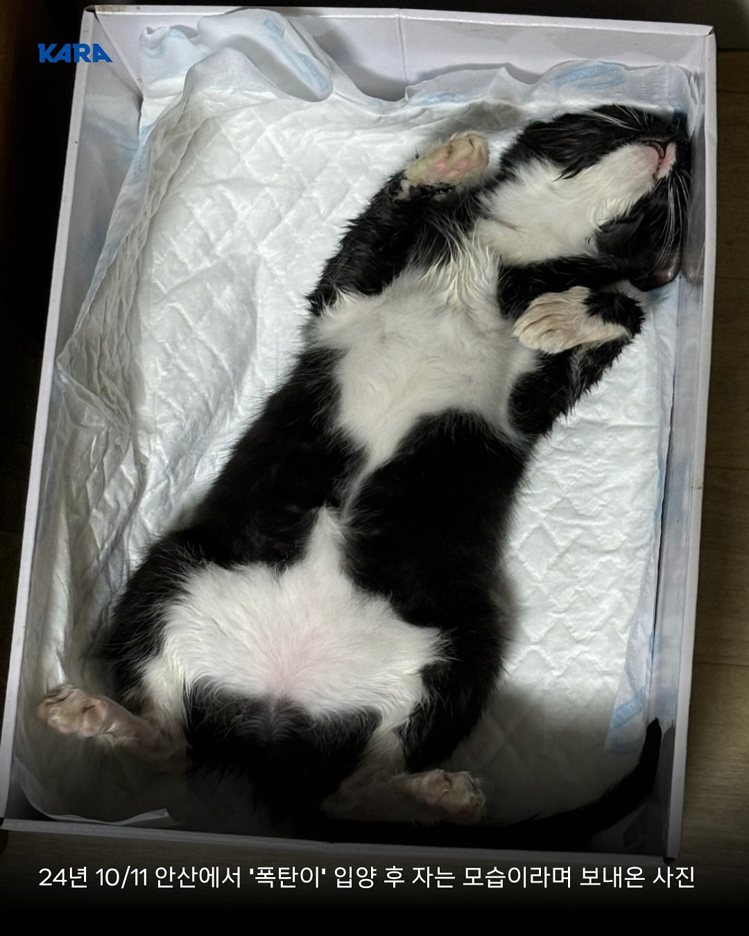 ⚠️고양이 입양보낼때 조심해⚠️ | 인스티즈