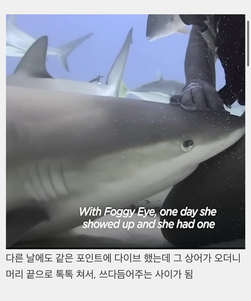 상어들의 맛집이 된 다이버고2때 잊지 못할 빼빼로데이 | 인스티즈