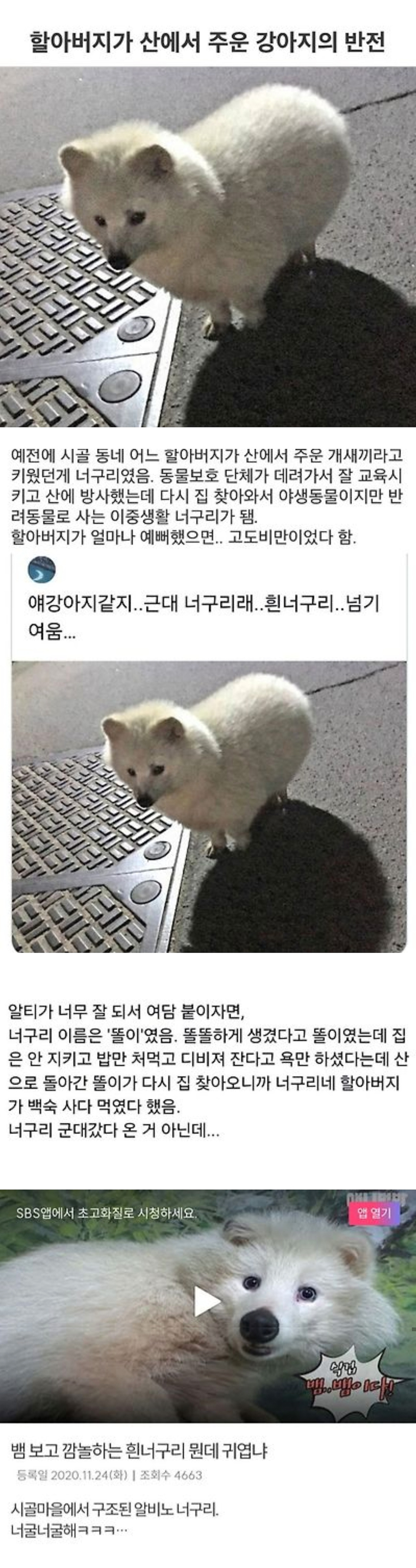 챗gpt로 다이어트 식단관리 받았다는 사람 후기.jpg할아버지가 산에서 주운 강아지의 대반전 | 인스티즈