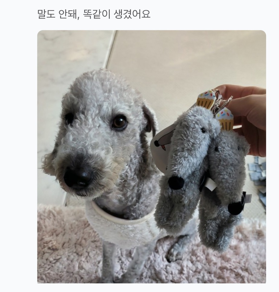 보르조이 키링 후기 보는데 냐무 귀여워... | 인스티즈