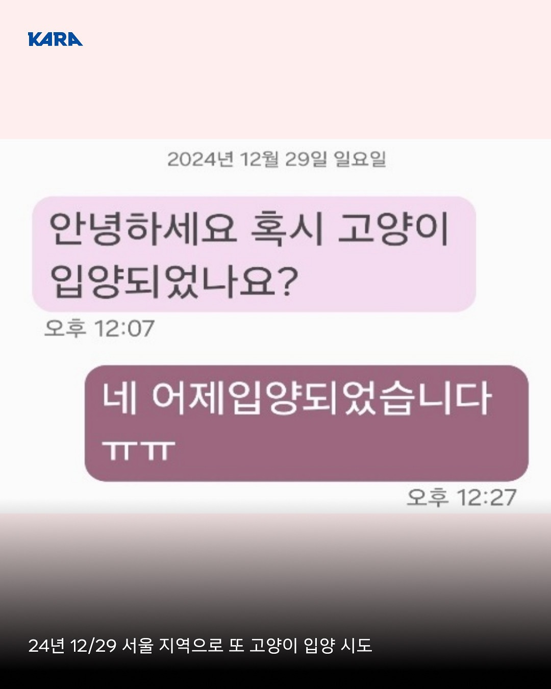 ⚠️고양이 입양보낼때 조심해⚠️ | 인스티즈