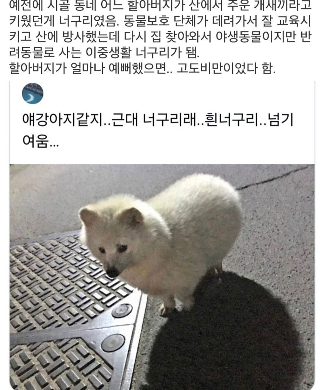 할아버지가 산에서 주운 강아지의 대반전 | 인스티즈