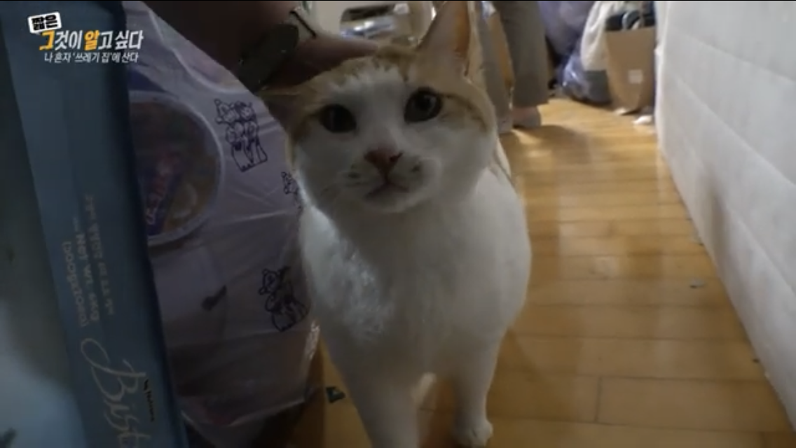 그알 쓰레기집에 처음 방문한 제작진이 신기한 고양이 별이 | 인스티즈