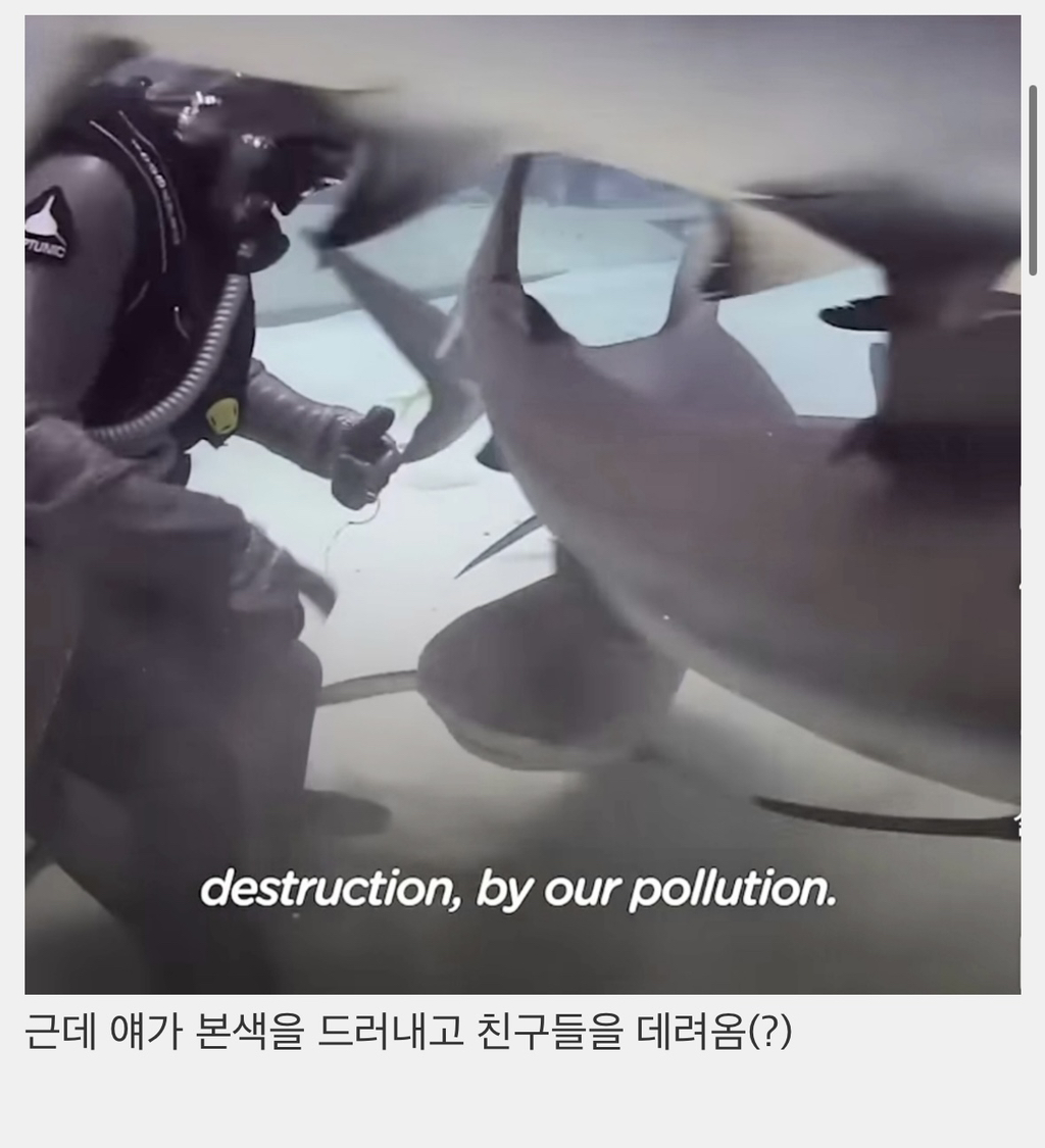 상어들의 맛집이 된 다이버고2때 잊지 못할 빼빼로데이 | 인스티즈