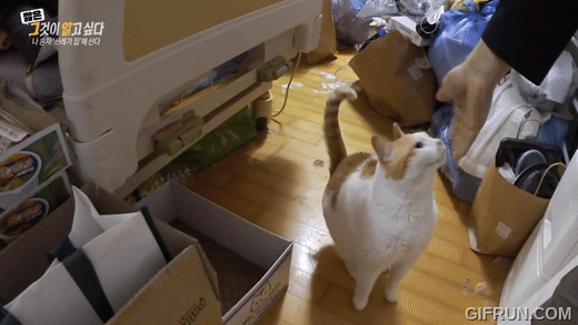 그알 쓰레기집에 처음 방문한 제작진이 신기한 고양이 별이 | 인스티즈