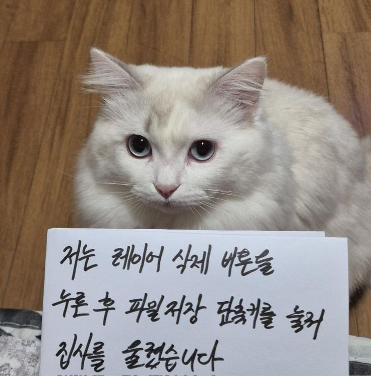 고양이는 귀엽다 .... 고양이는 귀엽다... 고양이는 귀엽다.. 고양이는... | 인스티즈