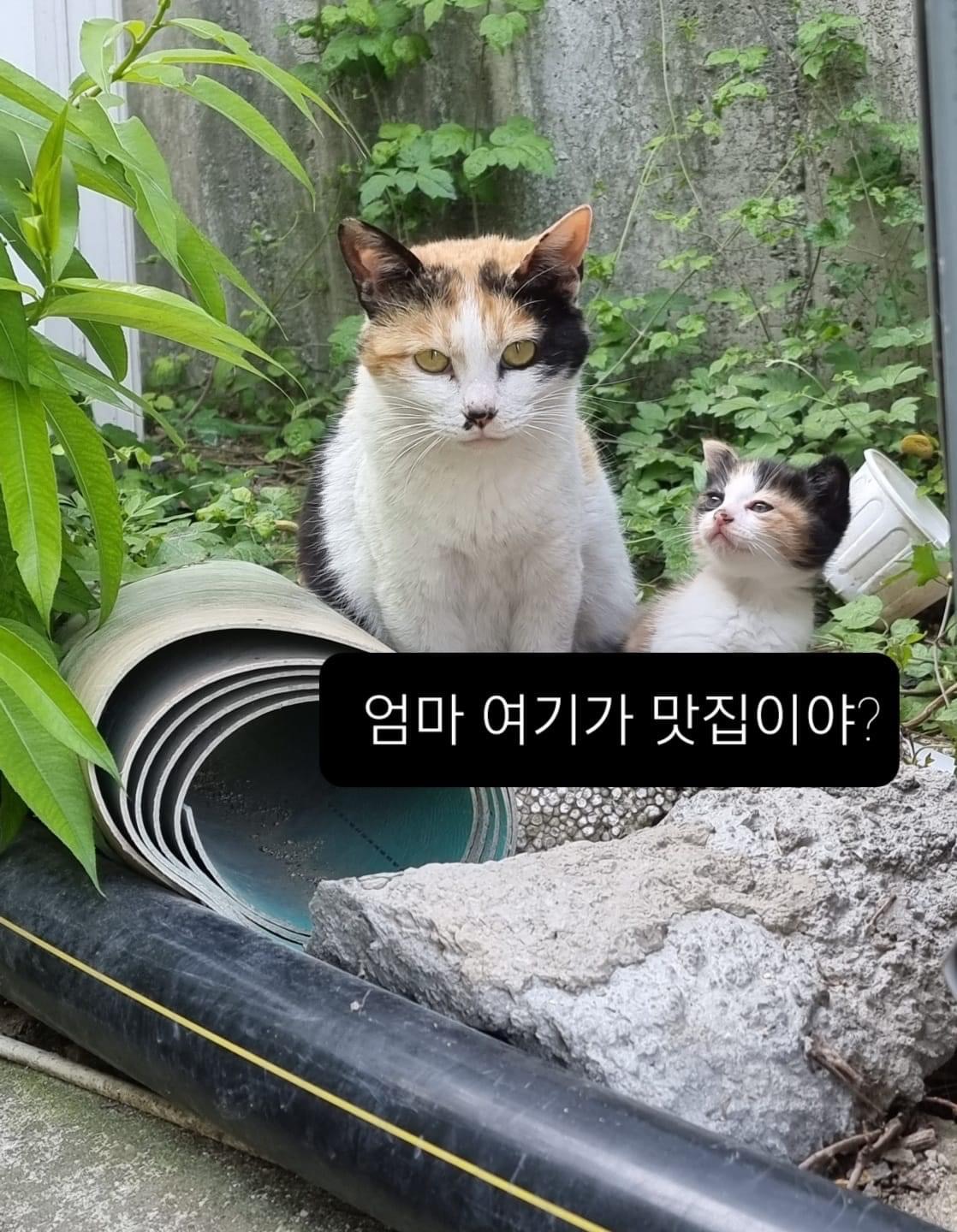 마당에서 밥 주던 고양이가 어느날 새끼고영을 데리고왔다 (삼색냥) | 인스티즈
