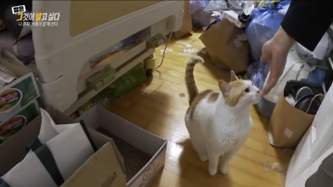 그알 쓰레기집에 처음 방문한 제작진이 신기한 고양이 별이 | 인스티즈