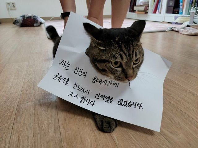 고양이는 귀엽다 .... 고양이는 귀엽다... 고양이는 귀엽다.. 고양이는... | 인스티즈