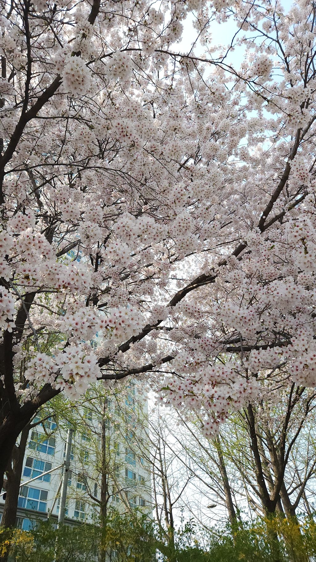 벚꽃 언제 떨어지는지 아는법 앙딱정 정리해드림 | 인스티즈