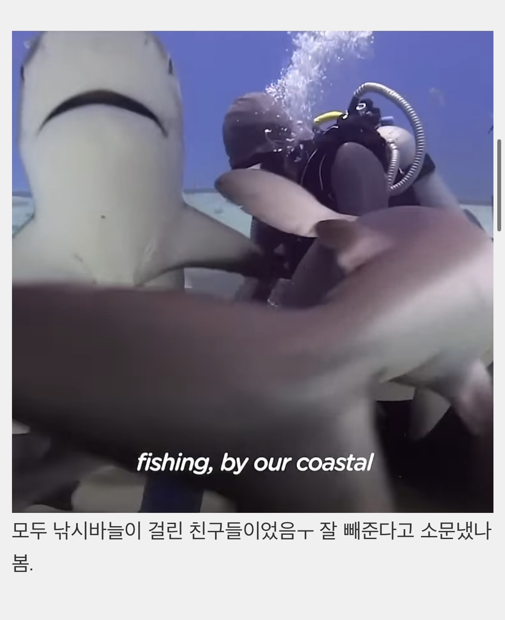 상어들의 맛집이 된 다이버고2때 잊지 못할 빼빼로데이 | 인스티즈
