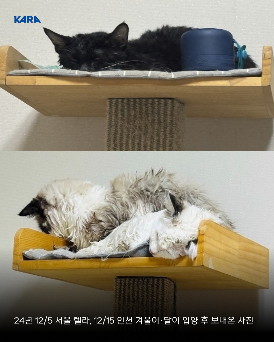 ⚠️고양이 입양보낼때 조심해⚠️ | 인스티즈