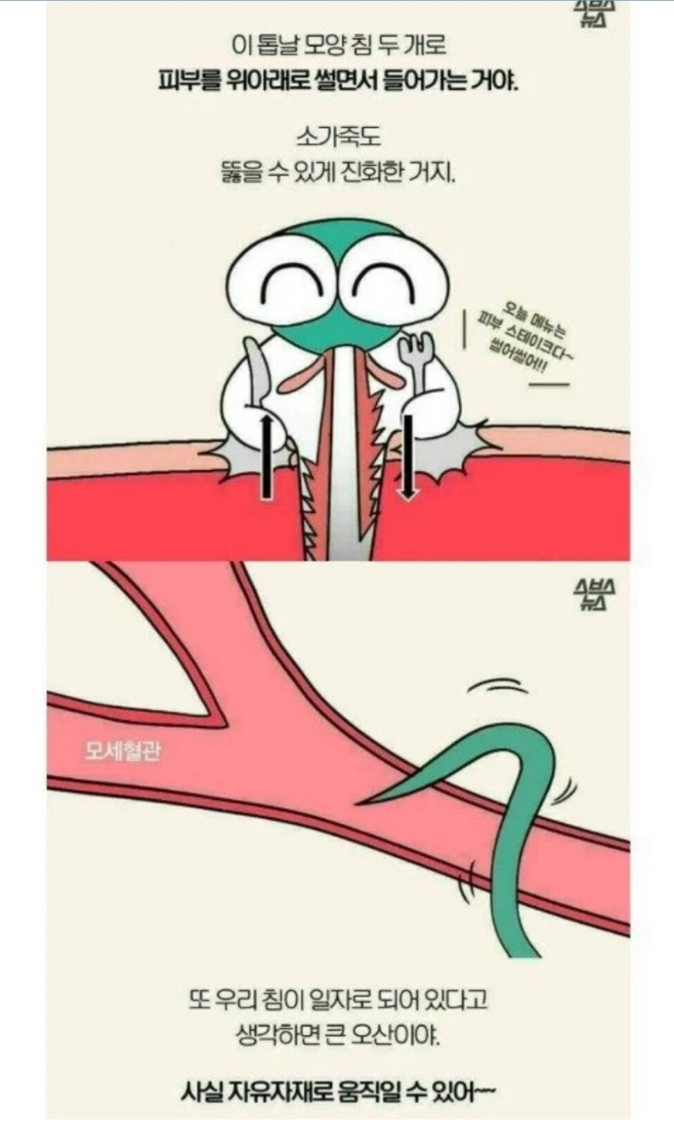 모기에 관한 오해와 진실 | 인스티즈