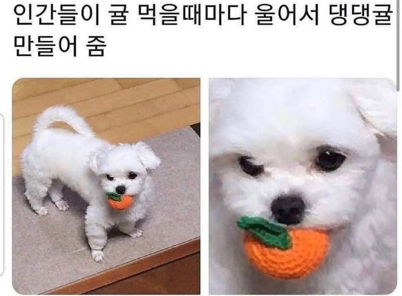 혹시 울햄스터 증명사진 가질 사람 | 인스티즈