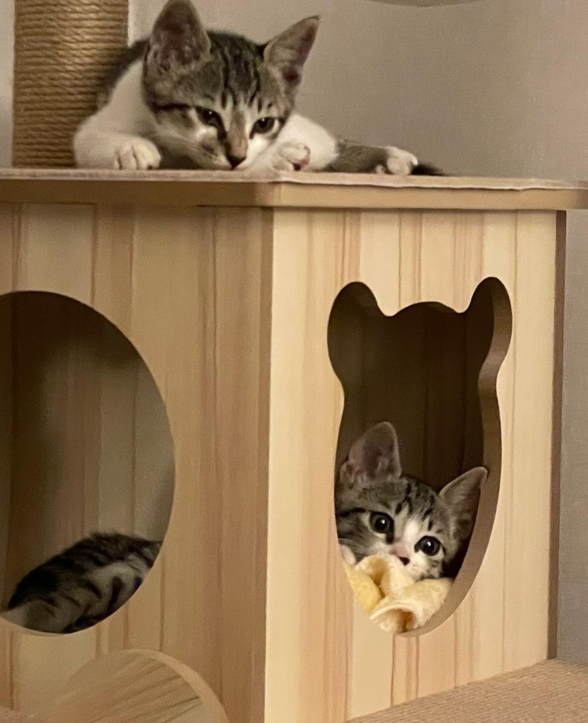 울 냥이들 둘다 데려오길 넘 잘한것같애 | 인스티즈