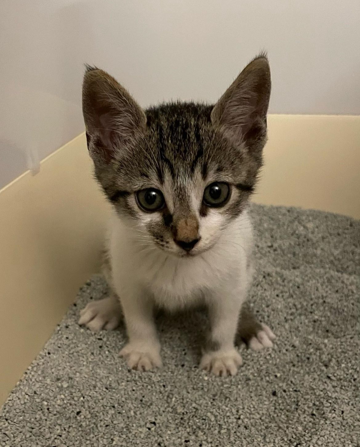 울 냥이들 둘다 데려오길 넘 잘한것같애 | 인스티즈