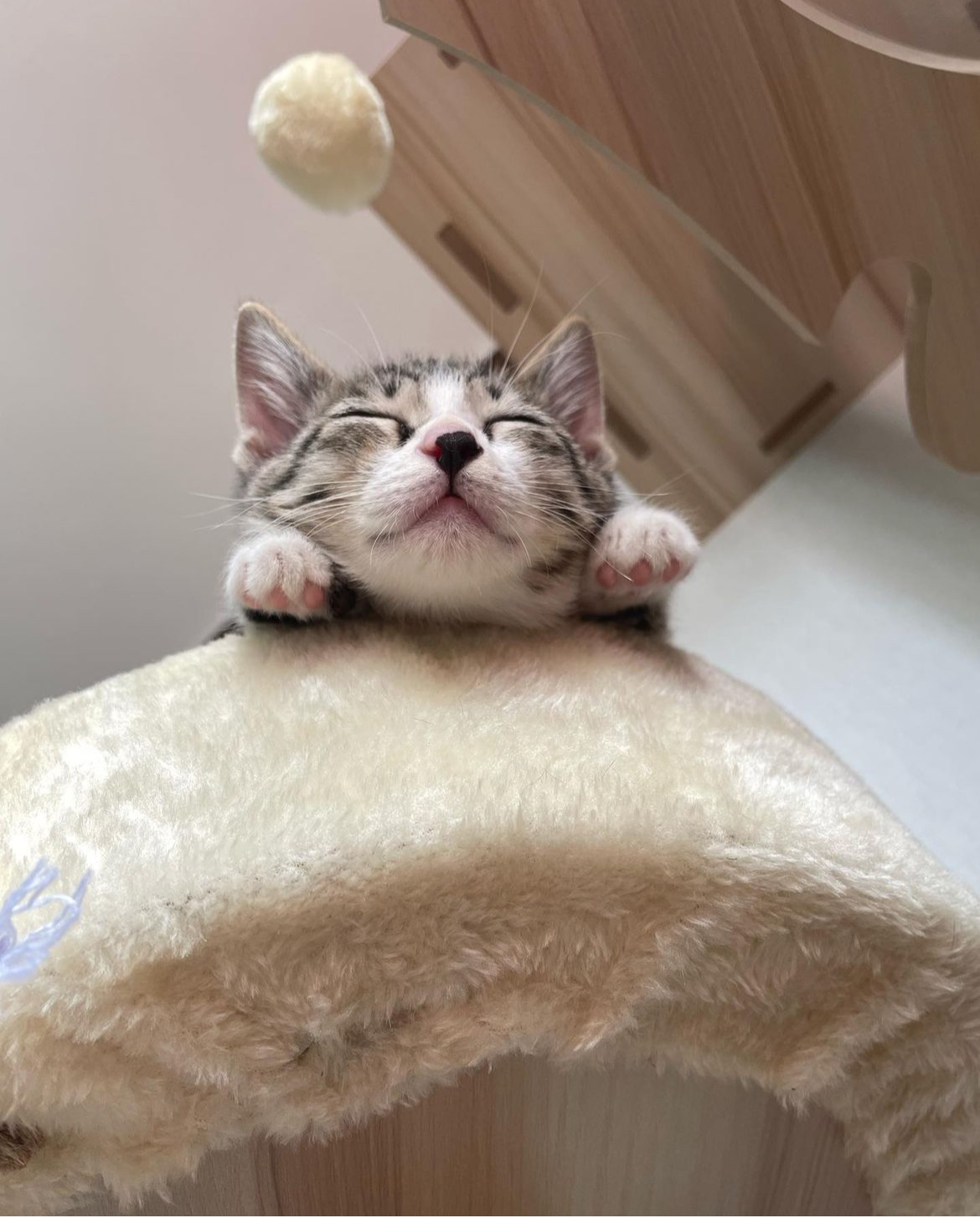 울 냥이들 둘다 데려오길 넘 잘한것같애 | 인스티즈