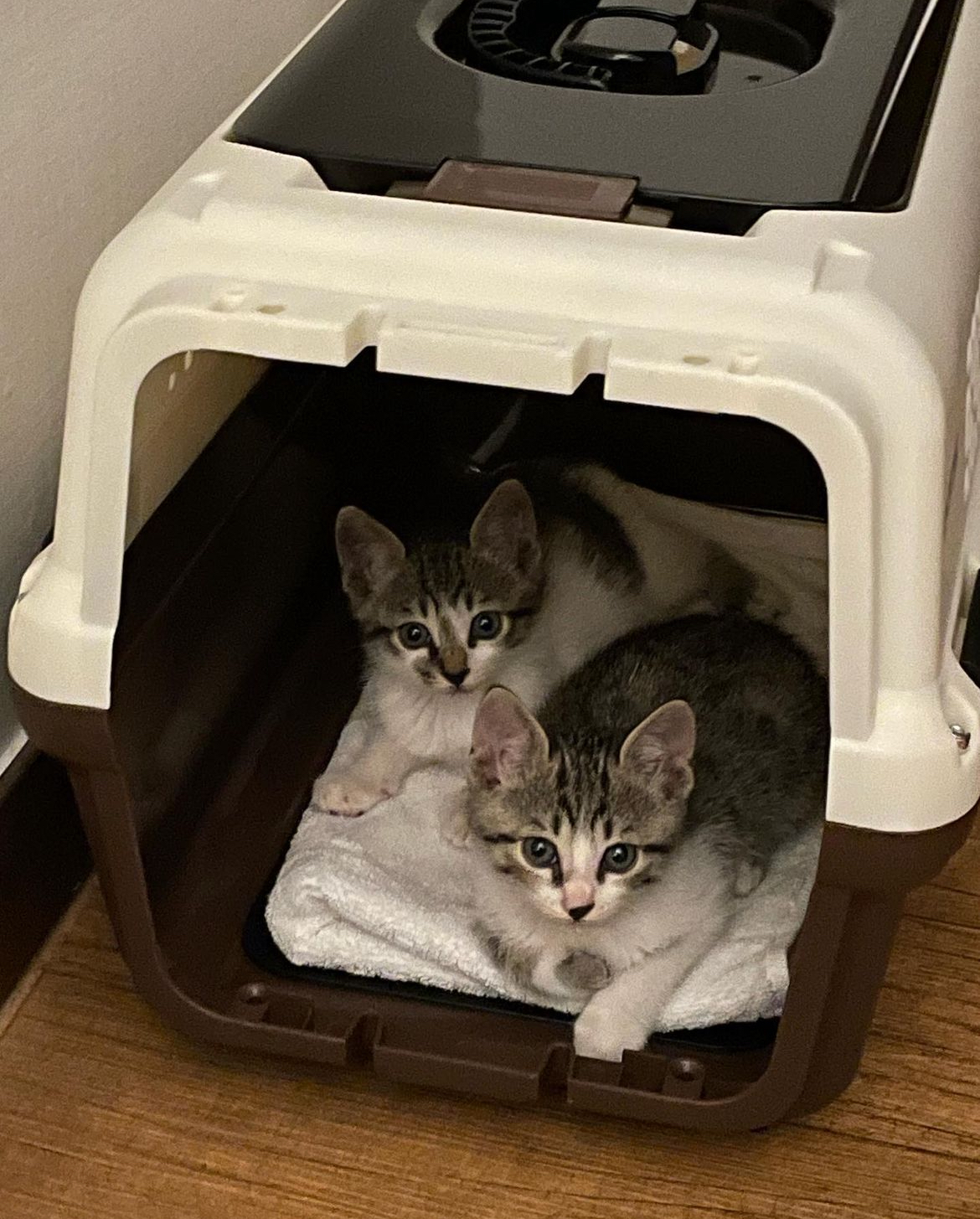 울 냥이들 둘다 데려오길 넘 잘한것같애 | 인스티즈