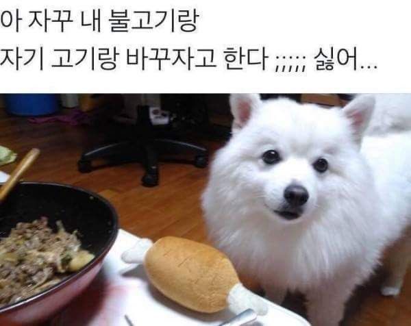 혹시 울햄스터 증명사진 가질 사람 | 인스티즈