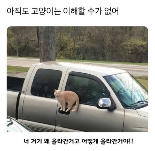  고양이란 뭘까...?1
