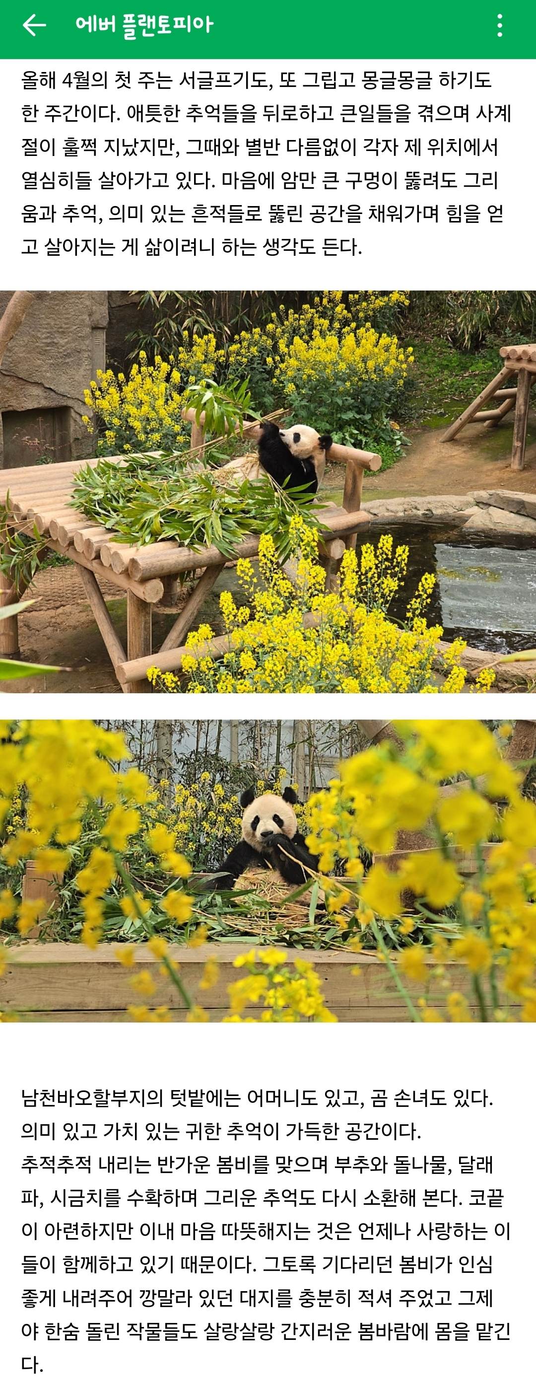 이번주 올라온 강바오님 글 중 먼거리 아기곰 이야기🐼💛 | 인스티즈