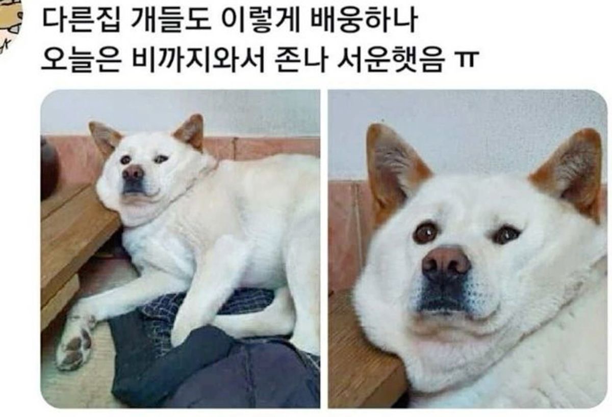 혹시 울햄스터 증명사진 가질 사람 | 인스티즈