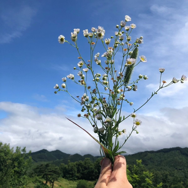충북 옥천 시골 여름풍경.jpg (힐링글) | 인스티즈