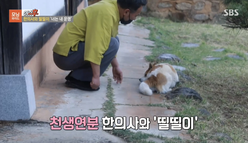 TV 동물농장 출연당시 가출해서 한의원 살린 강아지 '띨띨이' 근황 | 인스티즈