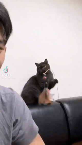 왜 안 잡아? 빨리 잡아!.gif | 인스티즈