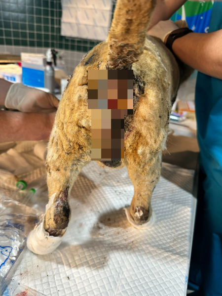 "몽실아, 도망가랬잖아"…불탄 가족 안고 엉엉 울었다 | 인스티즈