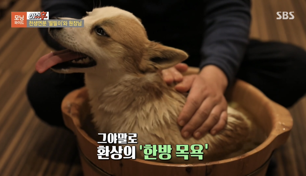 TV 동물농장 출연당시 가출해서 한의원 살린 강아지 '띨띨이' 근황 | 인스티즈