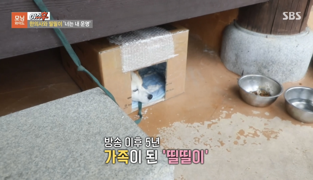 TV 동물농장 출연당시 가출해서 한의원 살린 강아지 '띨띨이' 근황 | 인스티즈