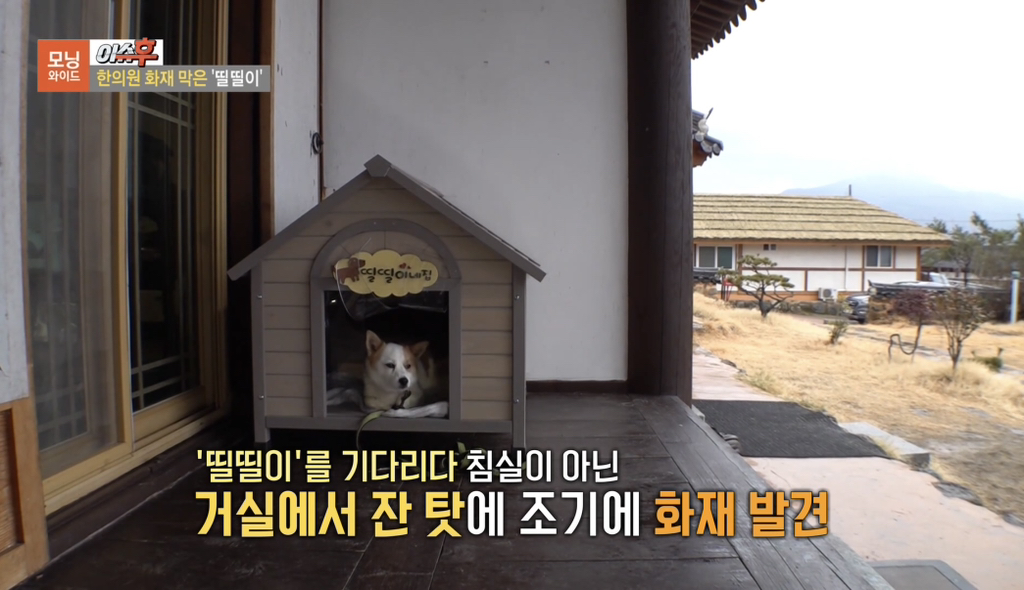TV 동물농장 출연당시 가출해서 한의원 살린 강아지 '띨띨이' 근황 | 인스티즈