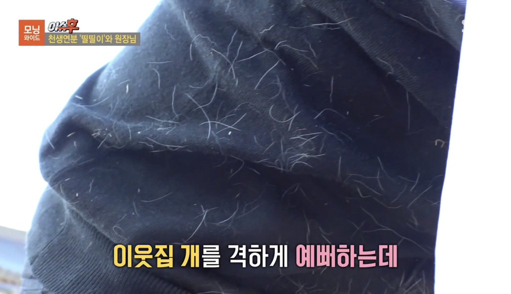 TV 동물농장 출연당시 가출해서 한의원 살린 강아지 '띨띨이' 근황 | 인스티즈