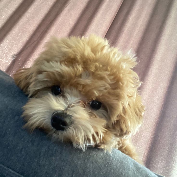 강아지 때문에 오빠가 아이돌인거 들킨 썰 푼다 | 인스티즈