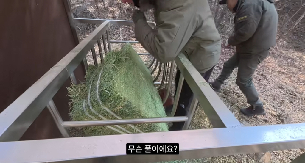 작년 강원도 1m 폭설로 많이 죽은 산양 근황 | 인스티즈