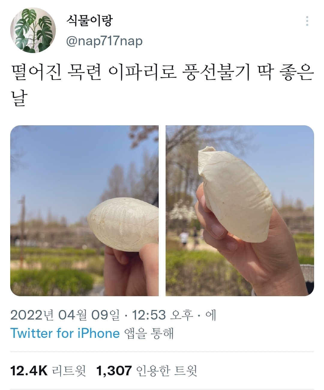 목련풍선 불기 좋은 계절 | 인스티즈